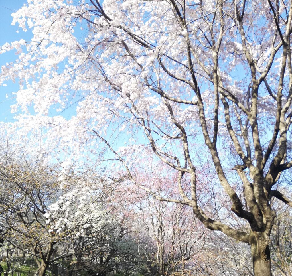 東山動植物園　桜の回廊