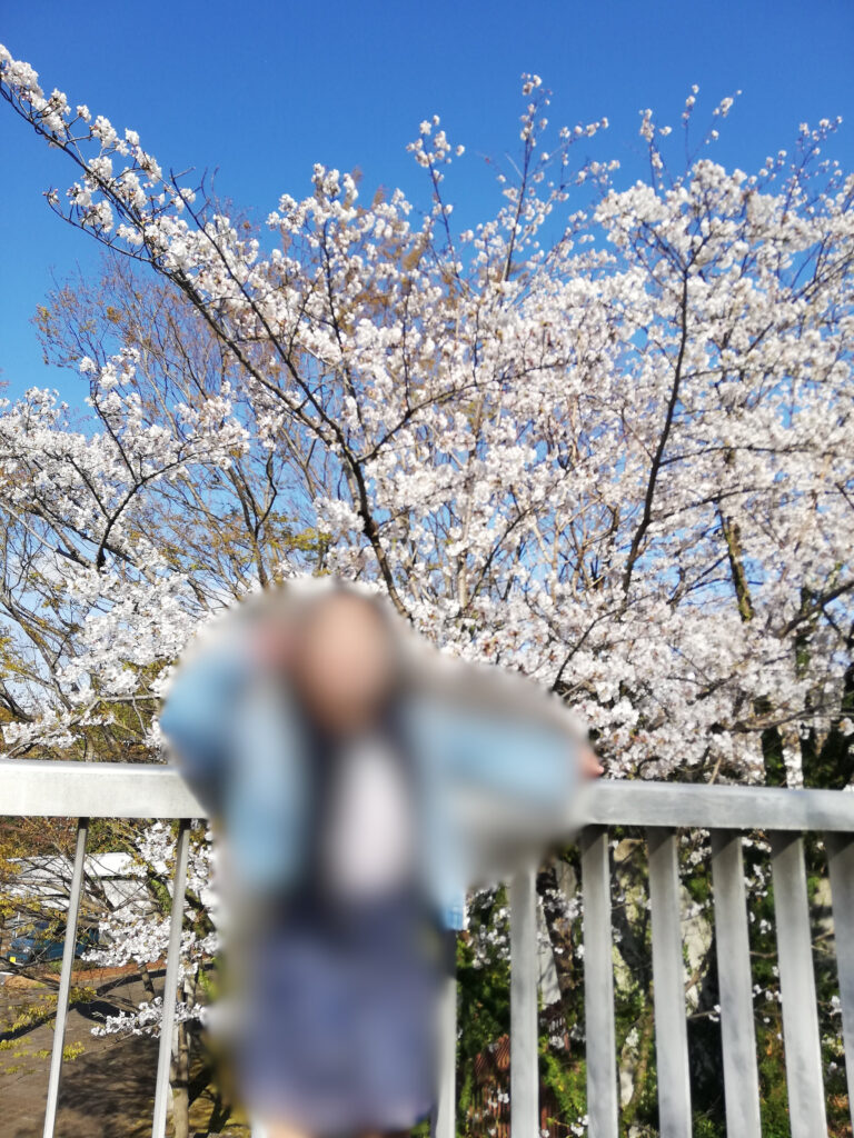 タヌキの里休憩所付近の桜